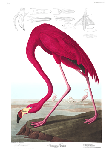 American Flamingo